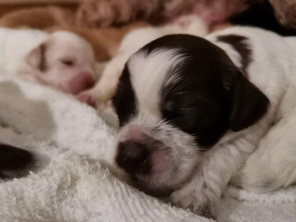 australianlabradoodle – ALD – suomalainen australianlabradoodle kasvattaja – australianlabradoodle pentu – ALD pentu – perhekoira – harrastekoira – eettinen – allergiaystävällinen – koirarotu – koulutettavuus – koira