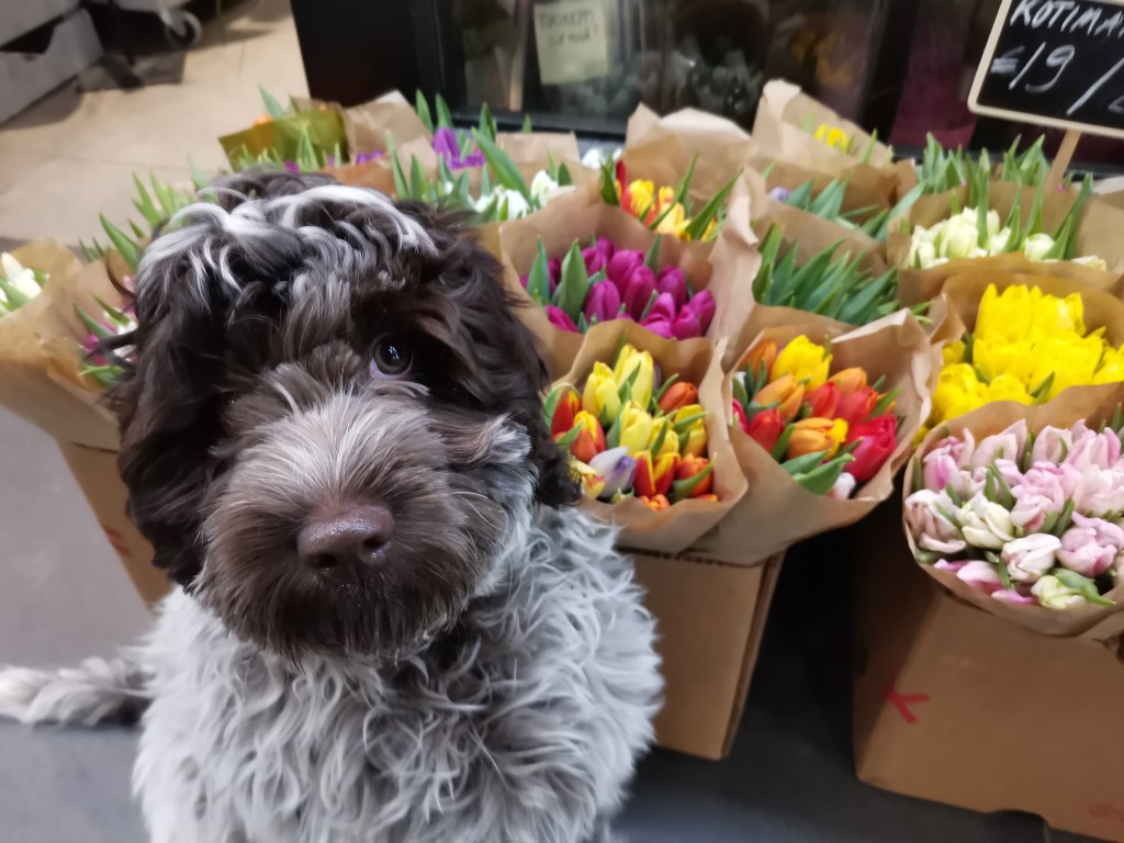 australianlabradoodle – ALD – suomalainen australianlabradoodle kasvattaja – australianlabradoodle pentu – ALD pentu – perhekoira – harrastekoira – eettinen – allergiaystävällinen – koirarotu – koulutettavuus – koira