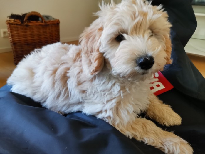 australianlabradoodle – ALD – suomalainen australianlabradoodle kasvattaja – australianlabradoodle pentu – ALD pentu – perhekoira – harrastekoira – eettinen – allergiaystävällinen – koirarotu – koulutettavuus – koira