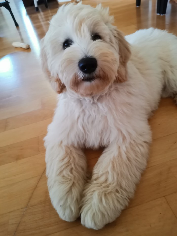 australianlabradoodle – ALD – suomalainen australianlabradoodle kasvattaja – australianlabradoodle pentu – ALD pentu – perhekoira – harrastekoira – eettinen – allergiaystävällinen – koirarotu – koulutettavuus – koira