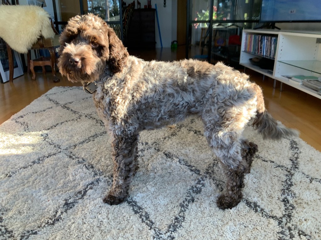 australianlabradoodle – ALD – suomalainen australianlabradoodle kasvattaja – australianlabradoodle pentu – ALD pentu – perhekoira – harrastekoira – eettinen – allergiaystävällinen – koirarotu – koulutettavuus – koira