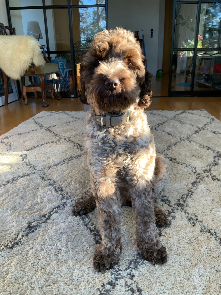 australianlabradoodle – ALD – suomalainen australianlabradoodle kasvattaja – australianlabradoodle pentu – ALD pentu – perhekoira – harrastekoira – eettinen – allergiaystävällinen – koirarotu – koulutettavuus – koira