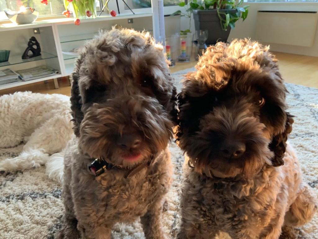 australianlabradoodle – ALD – suomalainen australianlabradoodle kasvattaja – australianlabradoodle pentu – ALD pentu – perhekoira – harrastekoira – eettinen – allergiaystävällinen – koirarotu – koulutettavuus – koira