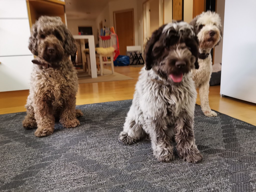 australianlabradoodle – ALD – suomalainen australianlabradoodle kasvattaja – australianlabradoodle pentu – ALD pentu – perhekoira – harrastekoira – eettinen – allergiaystävällinen – koirarotu – koulutettavuus – koira