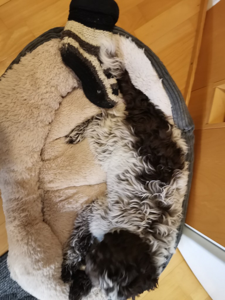 australianlabradoodle – ALD – suomalainen australianlabradoodle kasvattaja – australianlabradoodle pentu – ALD pentu – perhekoira – harrastekoira – eettinen – allergiaystävällinen – koirarotu – koulutettavuus – koira