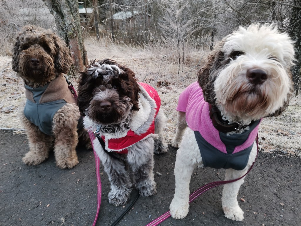 australianlabradoodle – ALD – suomalainen australianlabradoodle kasvattaja – australianlabradoodle pentu – ALD pentu – perhekoira – harrastekoira – eettinen – allergiaystävällinen – koirarotu – koulutettavuus – koira