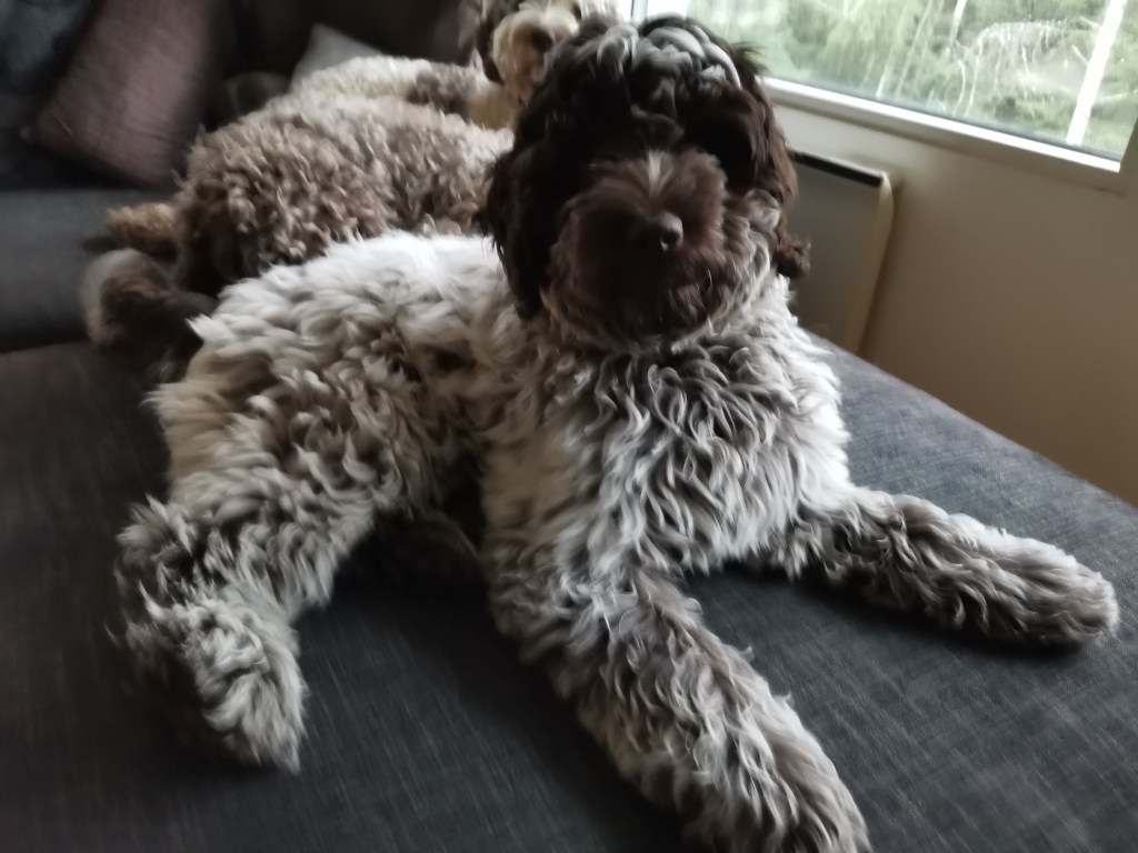 australianlabradoodle – ALD – suomalainen australianlabradoodle kasvattaja – australianlabradoodle pentu – ALD pentu – perhekoira – harrastekoira – eettinen – allergiaystävällinen – koirarotu – koulutettavuus – koira