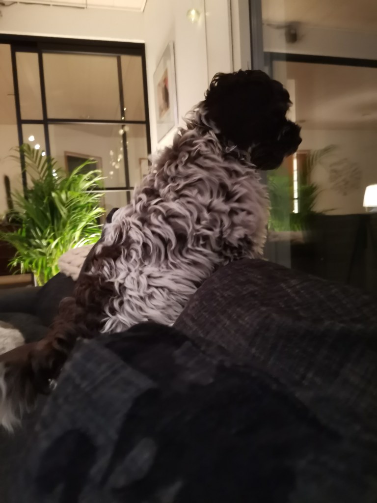 australianlabradoodle – ALD – suomalainen australianlabradoodle kasvattaja – australianlabradoodle pentu – ALD pentu – perhekoira – harrastekoira – eettinen – allergiaystävällinen – koirarotu – koulutettavuus – koira