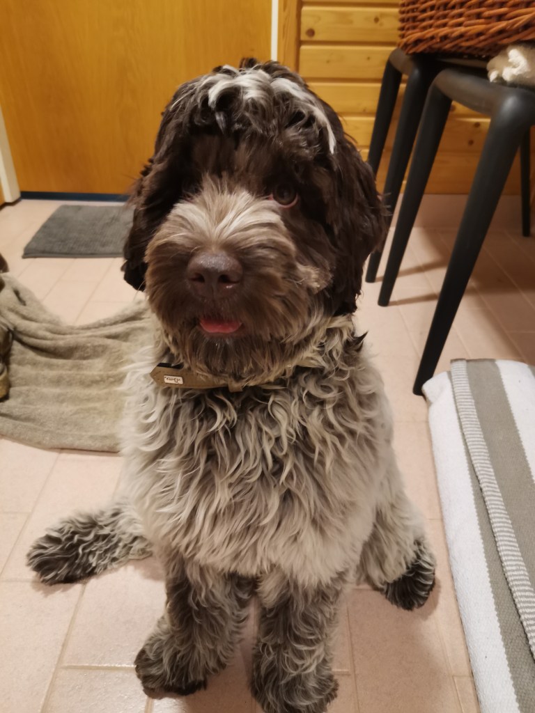 australianlabradoodle – ALD – suomalainen australianlabradoodle kasvattaja – australianlabradoodle pentu – ALD pentu – perhekoira – harrastekoira – eettinen – allergiaystävällinen – koirarotu – koulutettavuus – koira