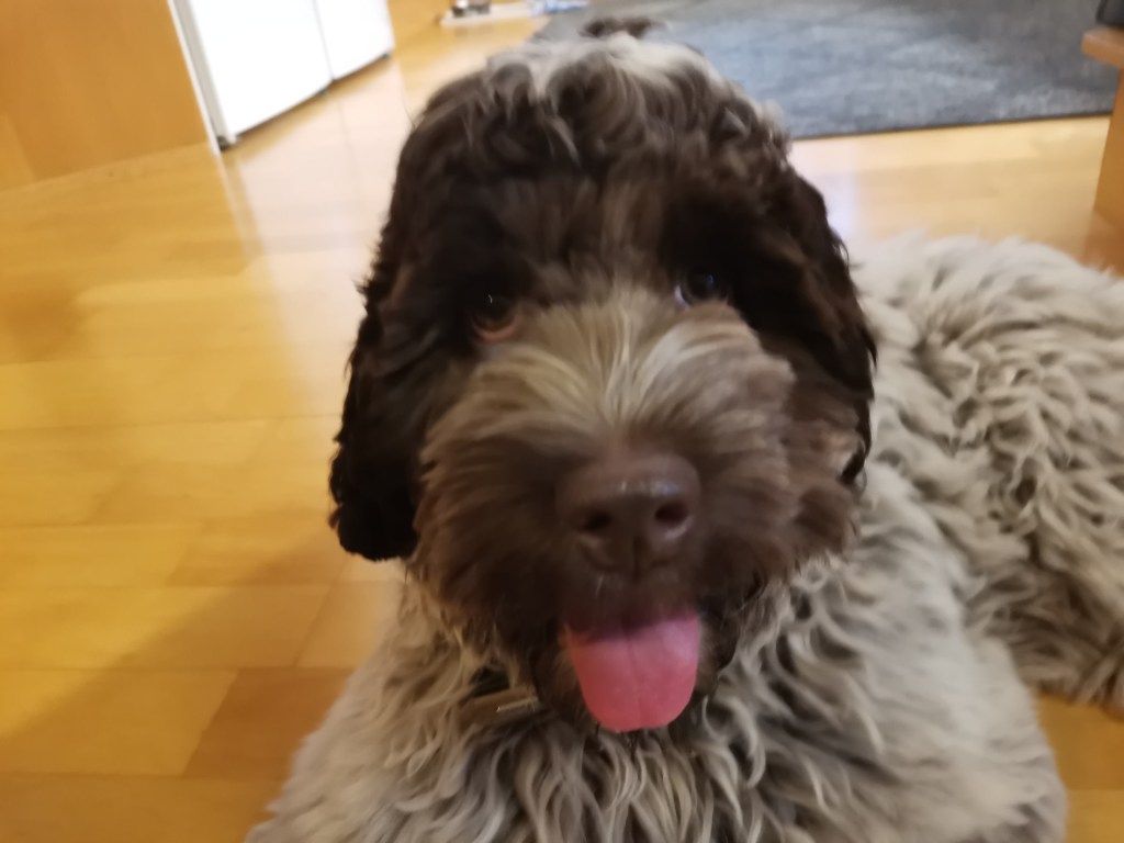 australianlabradoodle – ALD – suomalainen australianlabradoodle kasvattaja – australianlabradoodle pentu – ALD pentu – perhekoira – harrastekoira – eettinen – allergiaystävällinen – koirarotu – koulutettavuus – koira