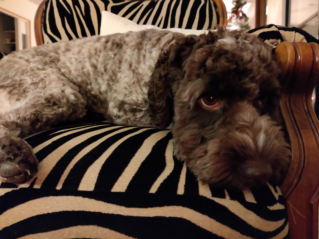 australianlabradoodle – ALD – suomalainen australianlabradoodle kasvattaja – australianlabradoodle pentu – ALD pentu – perhekoira – harrastekoira – eettinen – allergiaystävällinen – koirarotu – koulutettavuus – koira