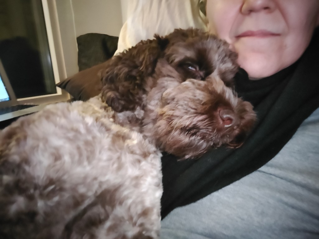 australianlabradoodle – ALD – suomalainen australianlabradoodle kasvattaja – australianlabradoodle pentu – ALD pentu – perhekoira – harrastekoira – eettinen – allergiaystävällinen – koirarotu – koulutettavuus – koira