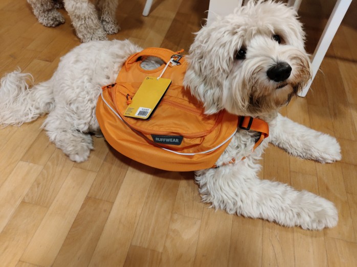 australianlabradoodle – ALD – suomalainen australianlabradoodle kasvattaja – australianlabradoodle pentu – ALD pentu – perhekoira – harrastekoira – eettinen – allergiaystävällinen – koirarotu – koulutettavuus – koira