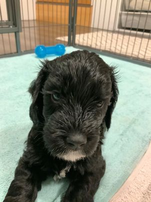 australianlabradoodle – ALD – suomalainen australianlabradoodle kasvattaja – australianlabradoodle pentu – ALD pentu – perhekoira – harrastekoira – eettinen – allergiaystävällinen – koirarotu – koulutettavuus – koira