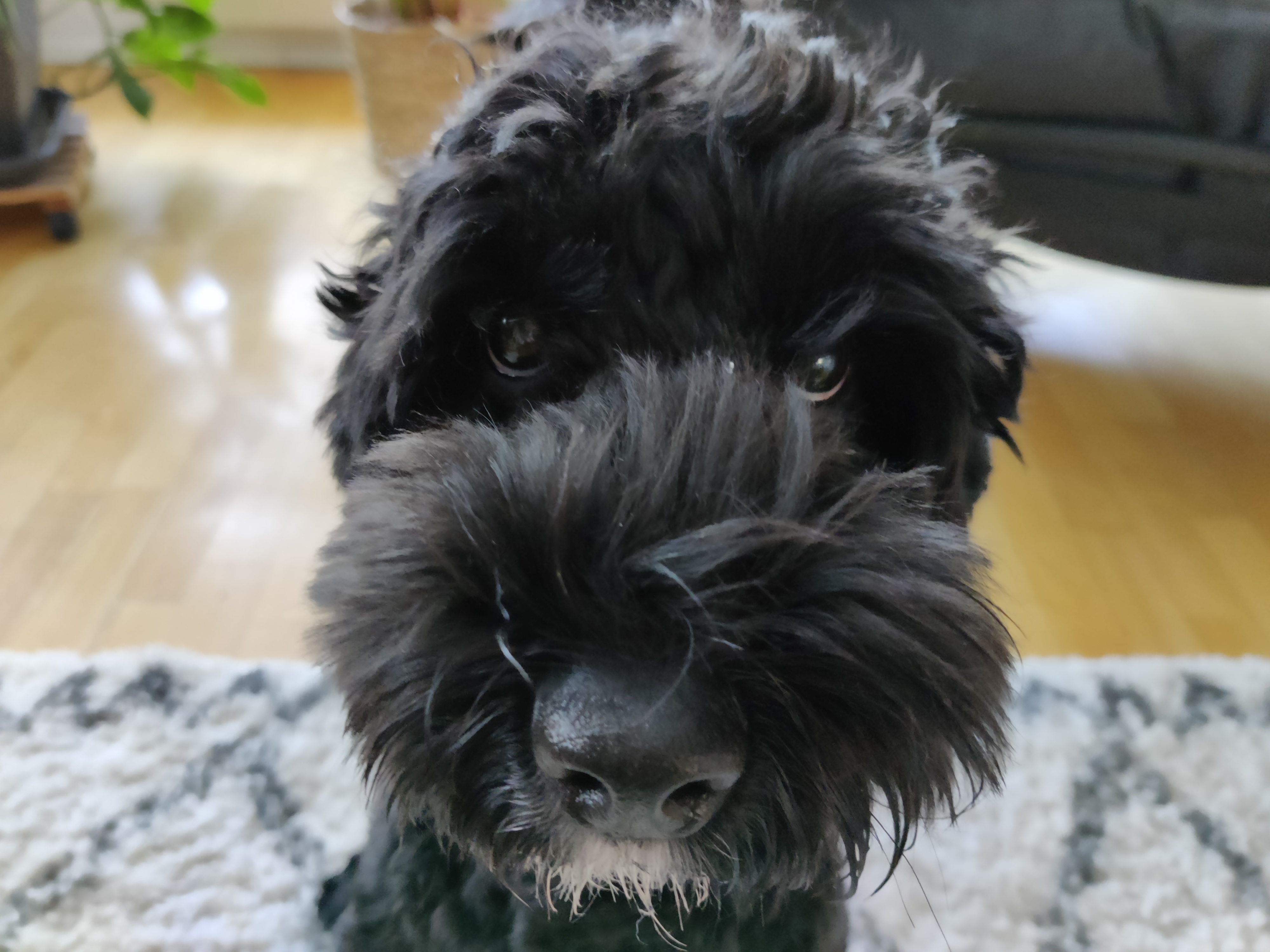 australianlabradoodle – ALD – suomalainen australianlabradoodle kasvattaja – australianlabradoodle pentu – ALD pentu – perhekoira – harrastekoira – eettinen – allergiaystävällinen – koirarotu – koulutettavuus – koira