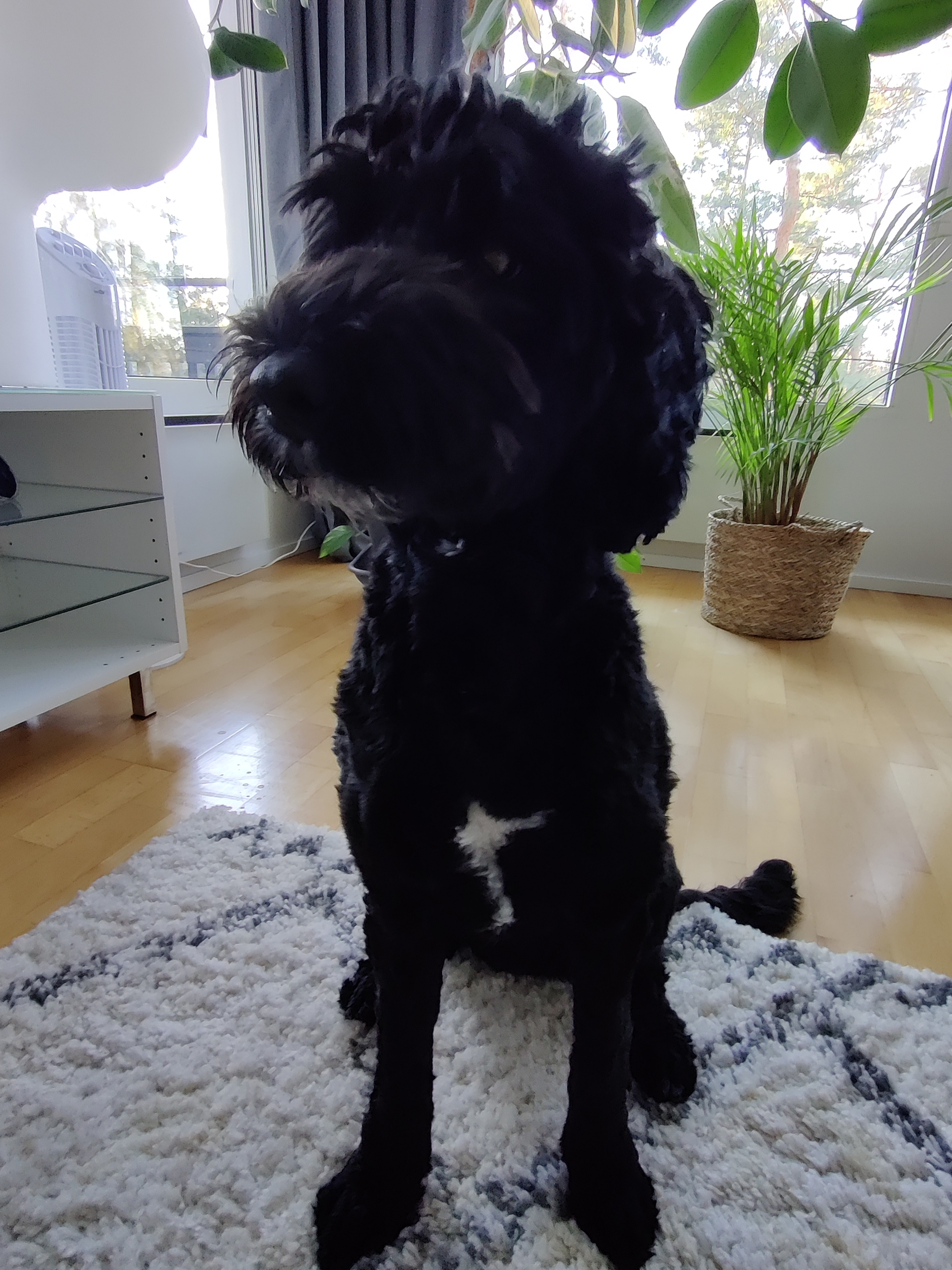 australianlabradoodle – ALD – suomalainen australianlabradoodle kasvattaja – australianlabradoodle pentu – ALD pentu – perhekoira – harrastekoira – eettinen – allergiaystävällinen – koirarotu – koulutettavuus – koira