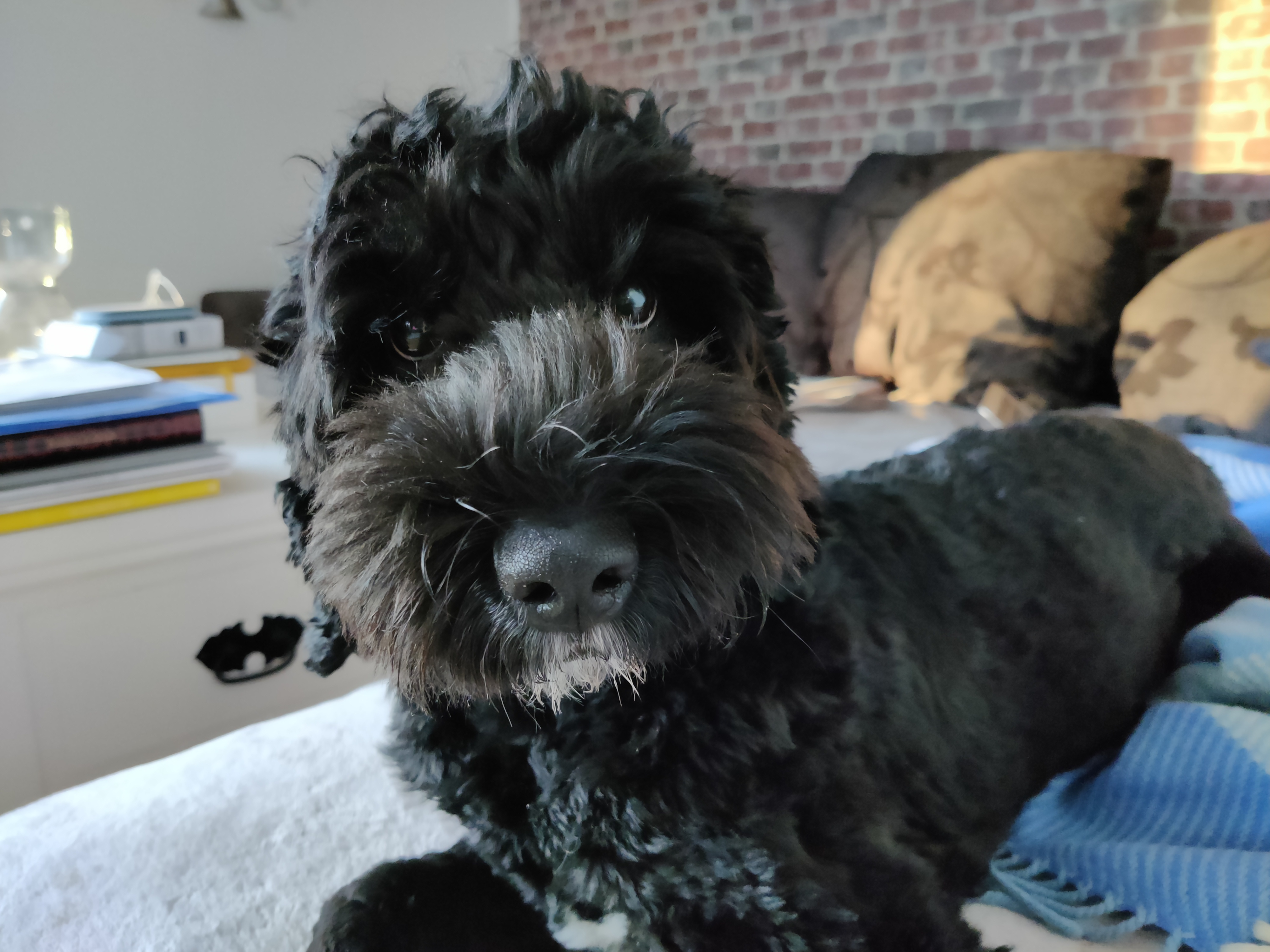 australianlabradoodle – ALD – suomalainen australianlabradoodle kasvattaja – australianlabradoodle pentu – ALD pentu – perhekoira – harrastekoira – eettinen – allergiaystävällinen – koirarotu – koulutettavuus – koira