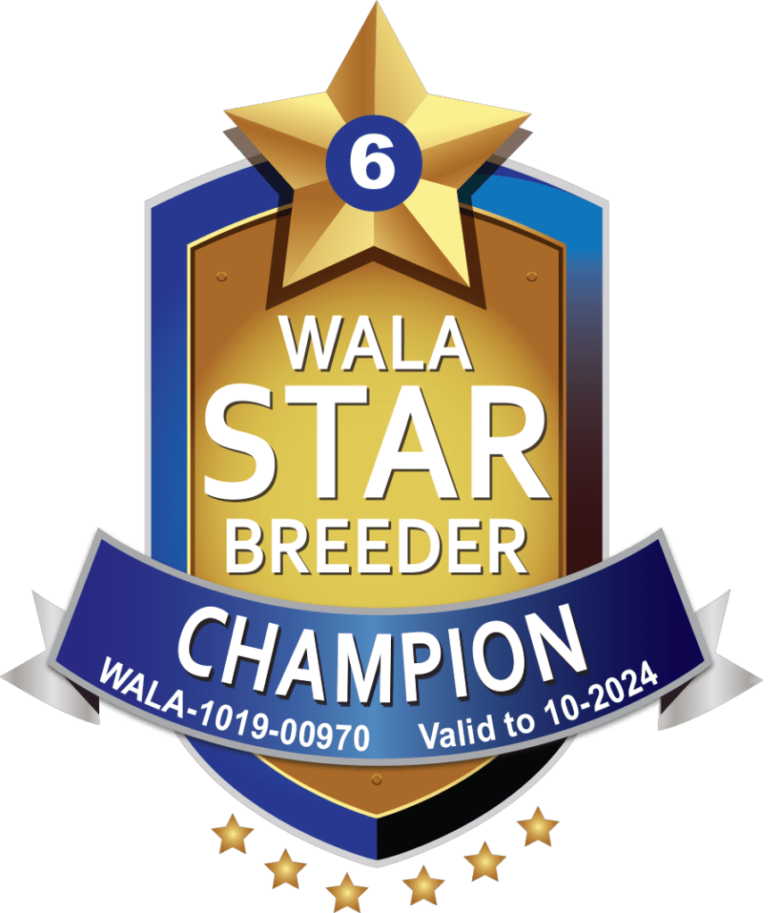 Long Bay Labradoodles - australianlabradoodle – ALD – suomalainen australianlabradoodle kasvattaja – australianlabradoodle pentu – ALD pentu – perhekoira – harrastekoira – eettinen  – koirarotu – koulutettavuus – koira