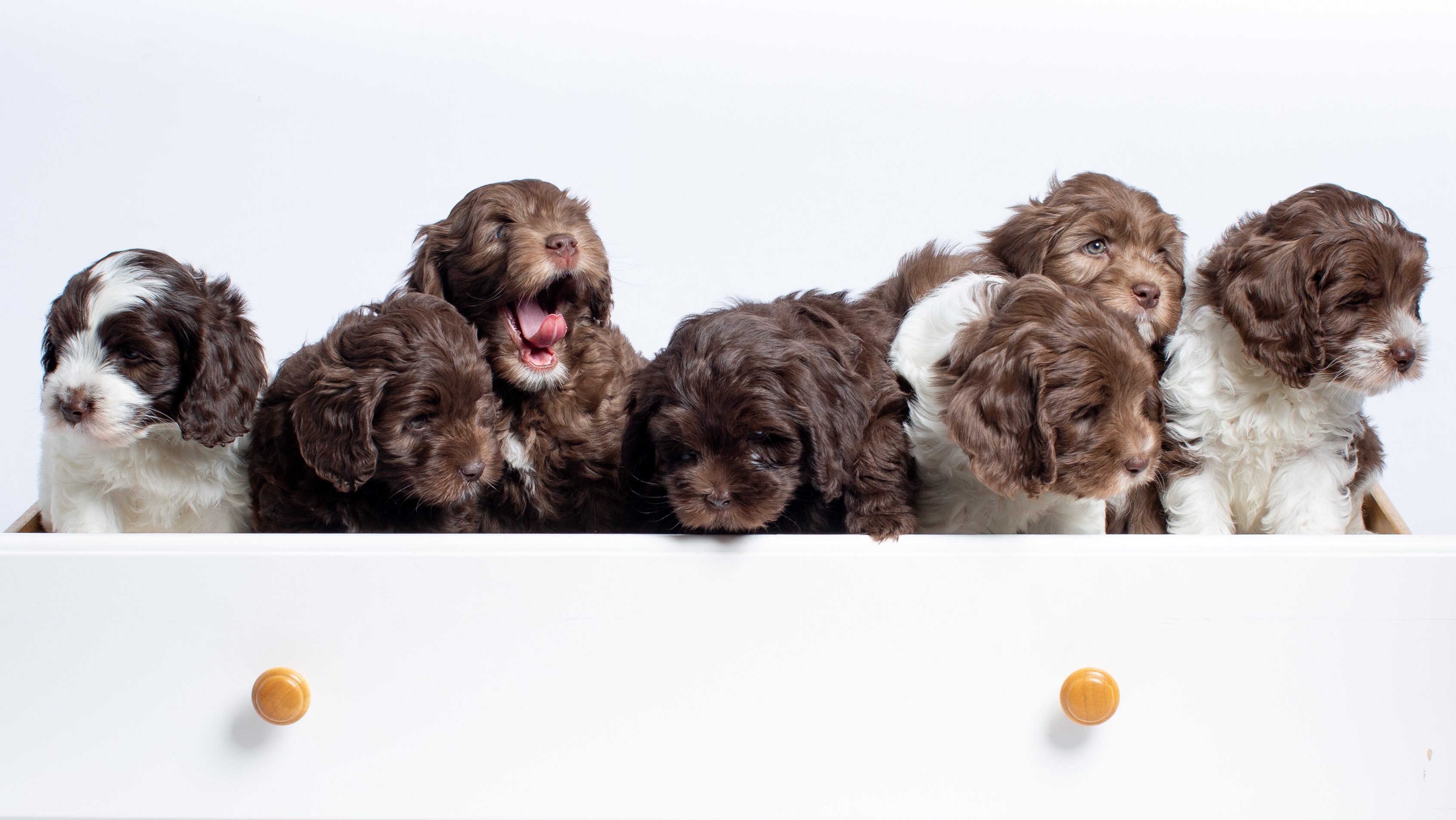 Puppy queue open - Pentujono auki - Long Bay Labradoodles - australianlabradoodle – ALD – ALD kasvattajat Suomessa - suomalainen australianlabradoodle kasvattaja – suomalainen australian labradoodle kasvattaja – kasvattajat Suomessa -australianlabradoodle pentu – ALD pentu – perhekoira – harrastekoira – eettinen – koirarotu – koulutettavuus – koira