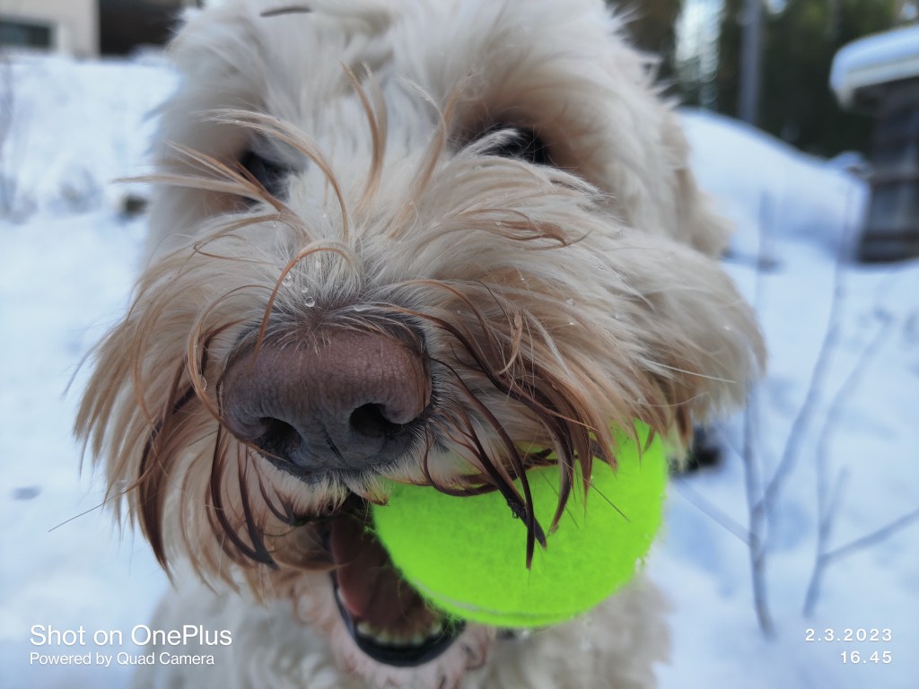Full set of WALA stars for Long Bay&nbsp;Labradoodles